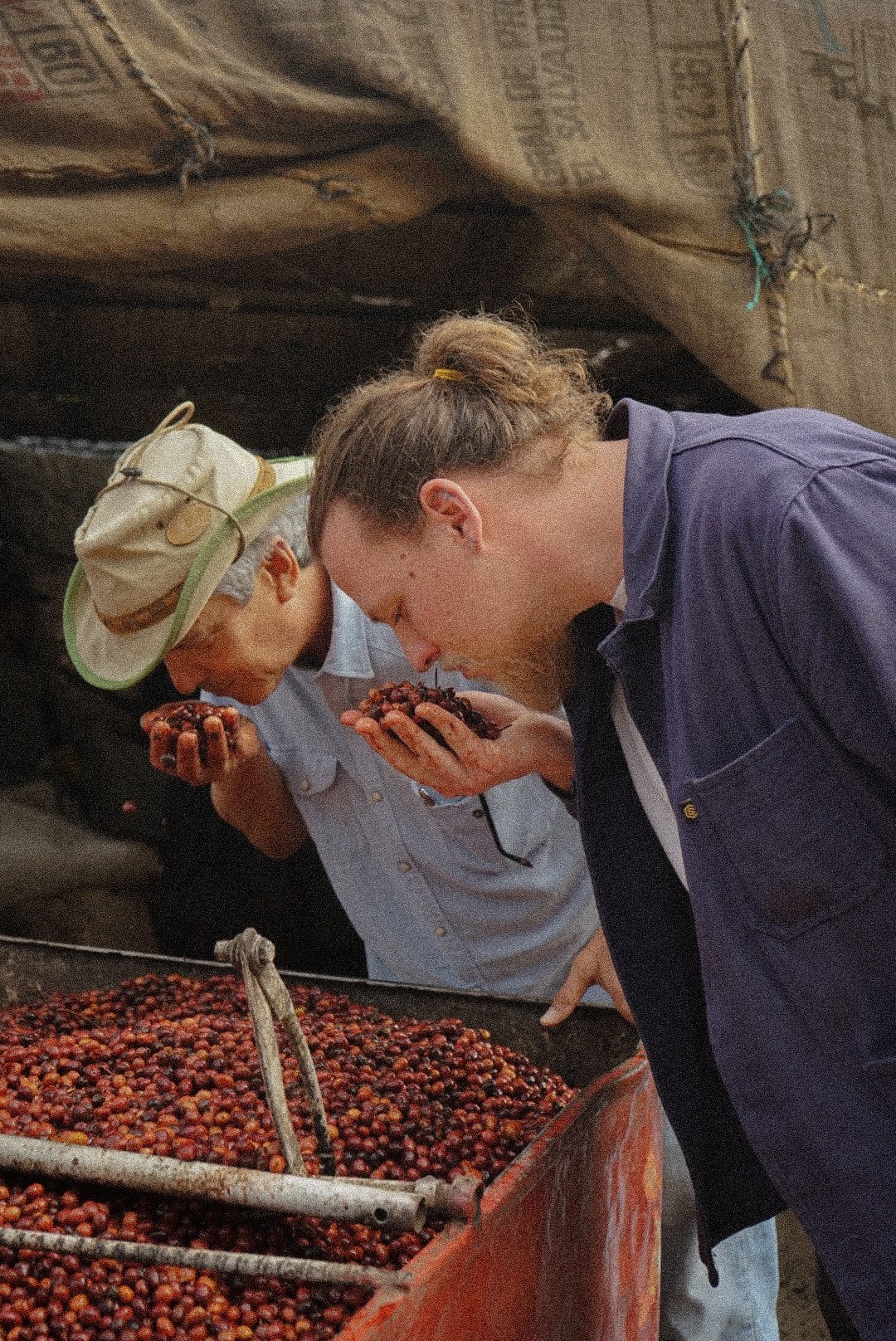 Arabica ou Robusta : Lequel choisir pour votre rituel du matin ?